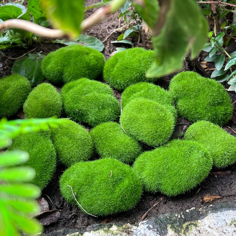 5/30pcs Simulation Moss Stone  - Terrarium Moss Art recensione e prezzo