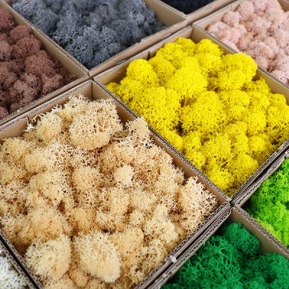 20/40/100g Eternal Life Moss D - Terrarium Moss Art recensione e prezzo
