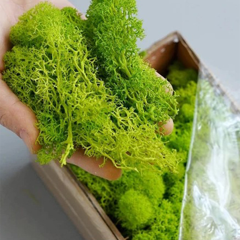 20/40/100g Eternal Life Moss D - Terrarium Moss Art recensione e prezzo